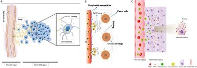 Enhanced Drug Delivery to Solid Tumors via Drug-Loaded Nanocarriers: An Image-Based Computational Framework